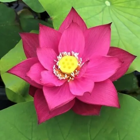 Chinese Red Zunyi - Red City Series Lotus (Bare Root)