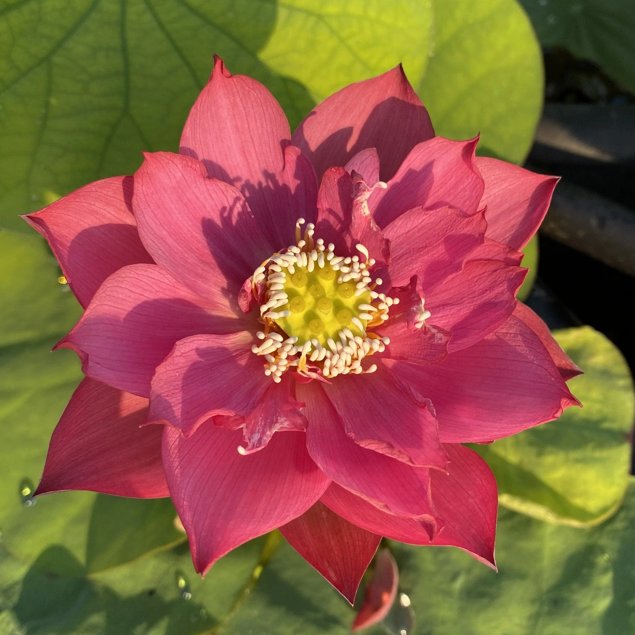 Chinese Red Zunyi - Red City Series Lotus (Bare Root)