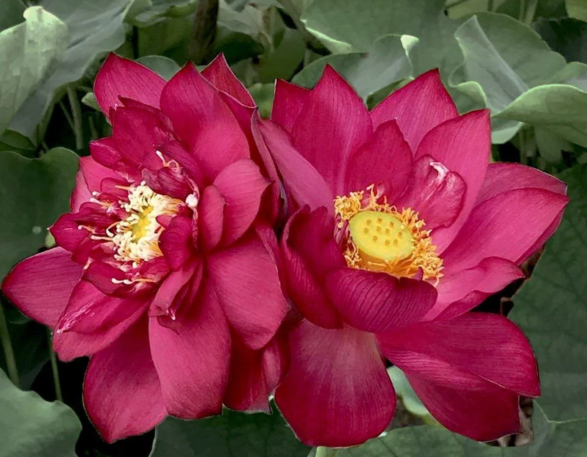 Chinese Red Zunyi - Red City Series Lotus (Bare Root)