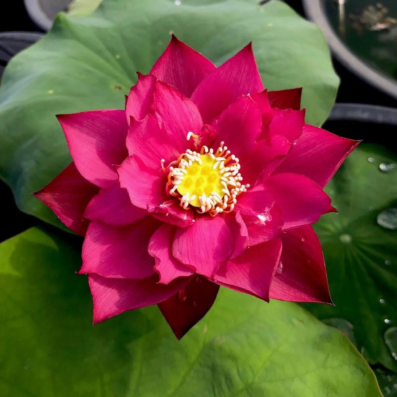 Chinese Red Zunyi - Red City Series Lotus (Bare Root)