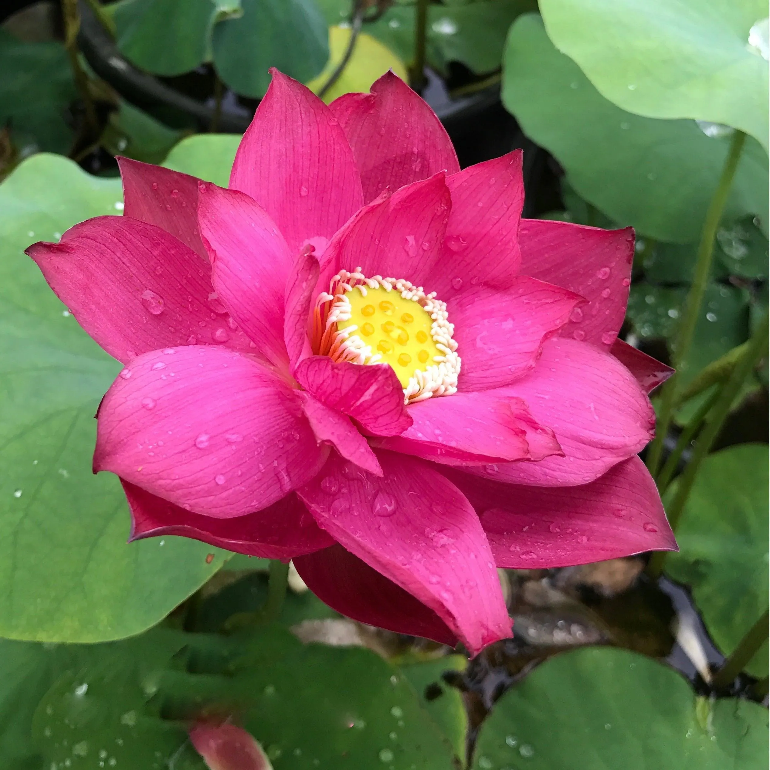 Chinese Red Zunyi - Red City Series Lotus (Bare Root)