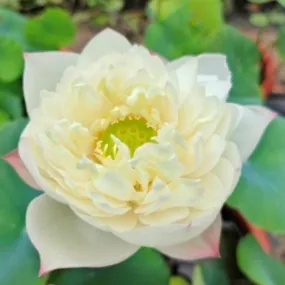 Flower Girl Lotus (Bare Root)