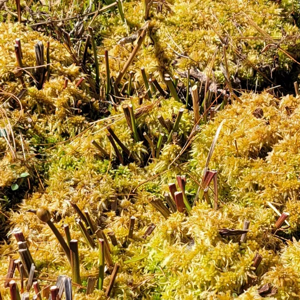 Sphagnum Moss - Golden